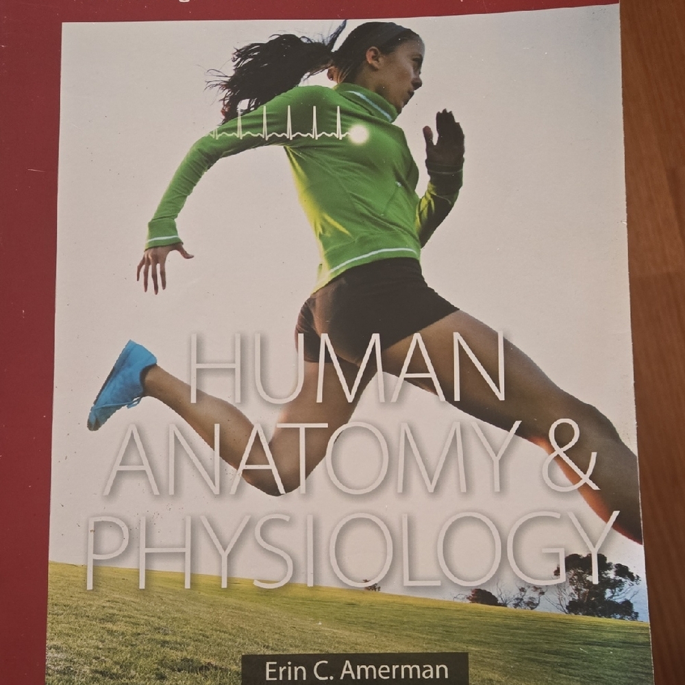 Human Anatomy & Physiology by Erin C. Amerman